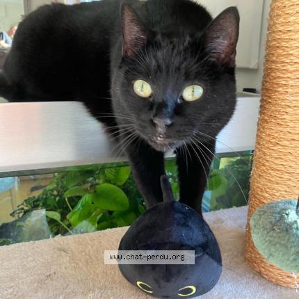 Photo 1/1 Maman Diva Chat lost in Huningue