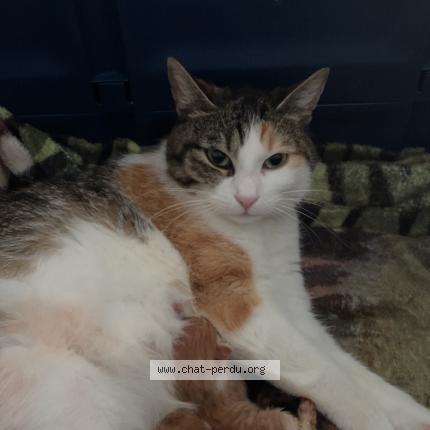 Photo 1/1 Minouche Chat lost in Montauban