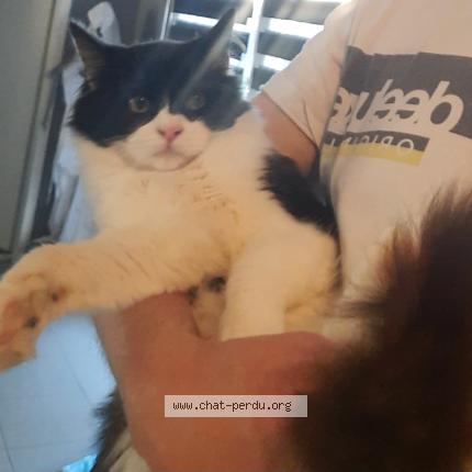 Photo 1/1 Flash Chat lost in Auby