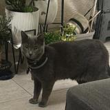 Picture of cat lost at Bobigny