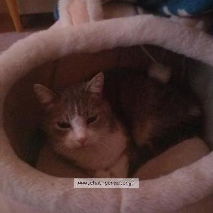 Photo 1/1 Nina Chat lost in Gumefens