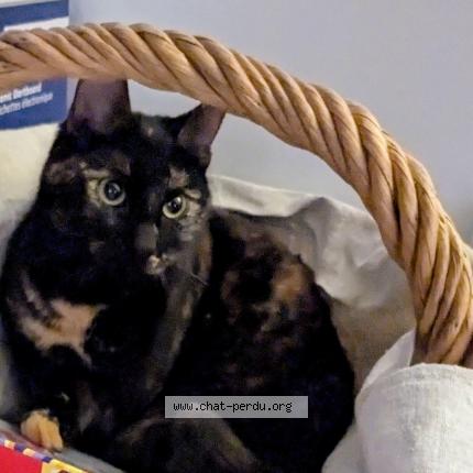 Photo 1/1 Wanda Chat lost in Vandoeuvre les nancy