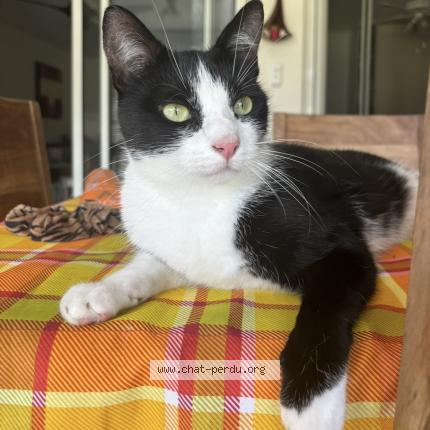 Photo 1/1 Raoul Chat lost in Lille