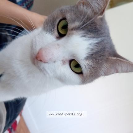 Photo 1/1 MOLLY Chat lost in Corbeil essonnes