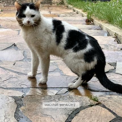 Photo 1/1 Found cat Found in Noisy le grand