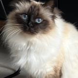 Picture of cat lost at Saint Maur Des Fosses