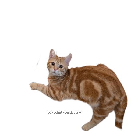 Photo 1/1 Francis Chat lost in Jouy le moutier