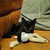 Picture of cat lost at Chaniers