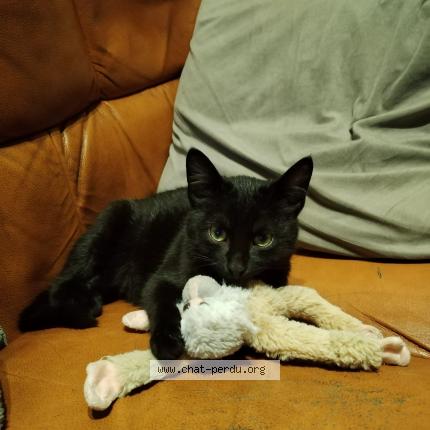 Photo 1/1 yumi Chat lost in Chaniers