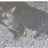 Picture of cat lost at Lons