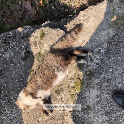 Photo 1/1 Found cat Found in Uzes