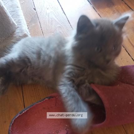 Photo 2/4 Pumkin Chat lost in Noailles