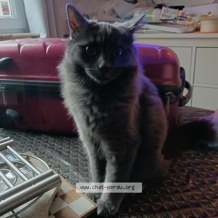 Photo 3/4 Pumkin Chat lost in Noailles