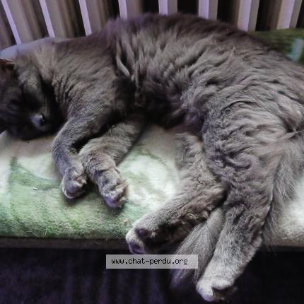 Photo 4/4 Pumkin Chat lost in Noailles