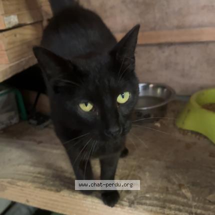 Photo 1/1 Pong ping Chat lost in Villers bocage