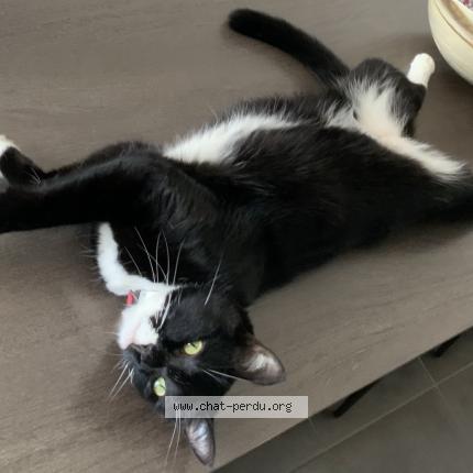 Photo 1/1 VANESSA MERCATI Chat lost in Chateauneuf du pape