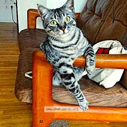 Photo 1/1 Gri-Gri Chat lost in Bagneres de bigorre