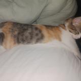 Picture of cat lost at Saint Etienne De Tulmont