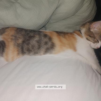 Photo 1/1 Zelda Chat lost in Saint etienne de tulmont