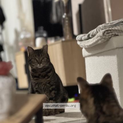 Photo 1/1 Vaiana Chat lost in Sens