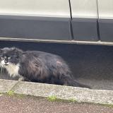 Picture of cat found at Nanterre