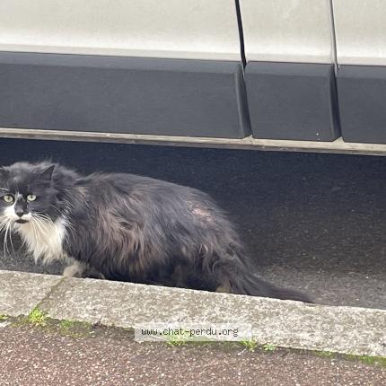 Photo 1/1 Found cat Found in Nanterre
