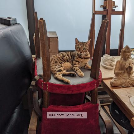 Photo 1/1 Qatniss Chat lost in Saint quentin la poterie