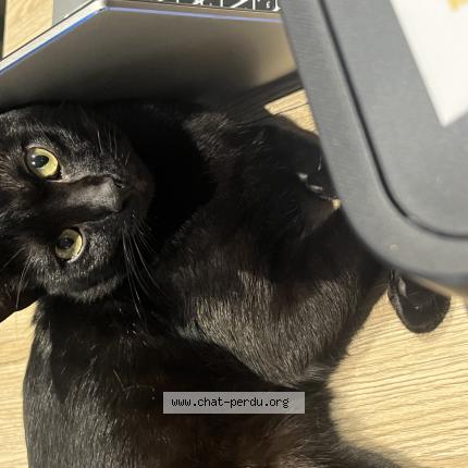 Photo 1/1 Milo Chat lost in Hyeres