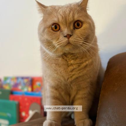 Photo 1/1 Rourou Chat lost in Grimbergen