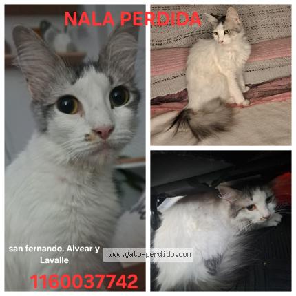 Photo 1/1 Nala Chat lost in San fernando