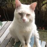 Picture of cat lost at Eaubonne