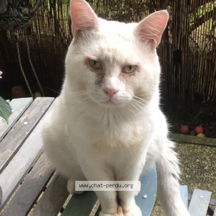 Photo 1/1 winston Chat lost in Eaubonne