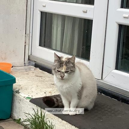 Photo 1/1 Found cat Found in Poitiers