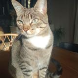 Picture of cat lost at L Isle En Dodon