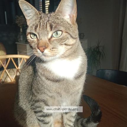 Photo 1/1 Rosie Chat lost in L isle en dodon