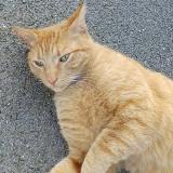 Picture of cat found at Charleville Mezieres