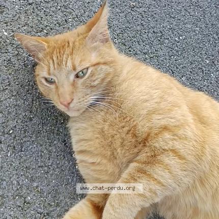 Photo 1/2 Found cat Found in Charleville mezieres