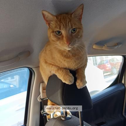 Photo 2/2 Found cat Found in Charleville mezieres