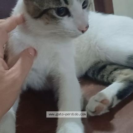 Photo 1/1 Shura Chat lost in Caseros