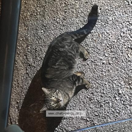 Photo 1/1 Found cat Found in Saleilles