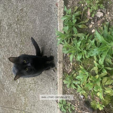 Photo 1/1 Found cat Found in Bois colombes