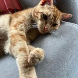 Picture of cat lost at Theix