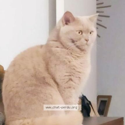 Photo 1/2 simba Chat lost in Cournon d auvergne