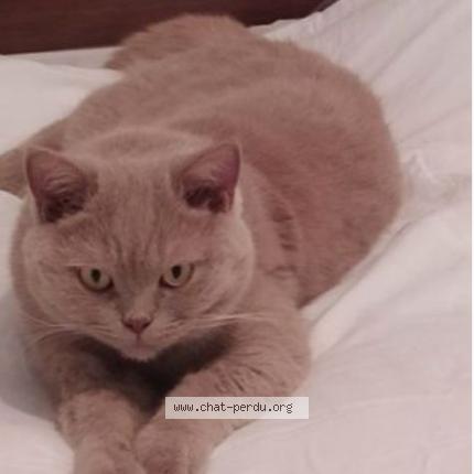 Photo 2/2 simba Chat lost in Cournon d auvergne