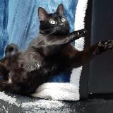 Picture of cat lost at Gironville Sous Les Cotes