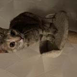 Picture of cat found at Belfort