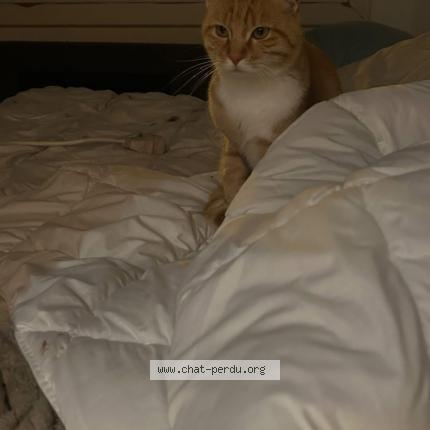 Photo 2/2 Caramel Chat lost in Vierzon