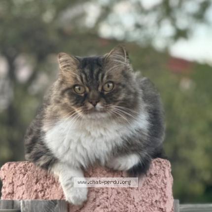 Photo 1/1 chichon Chat lost in St andre