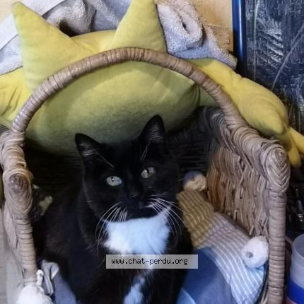 Foto 1/1 Kat teruggevonden Vermist in Lembeek