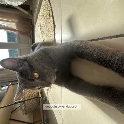 Photo 1/1 Blue Chat lost in Chauny